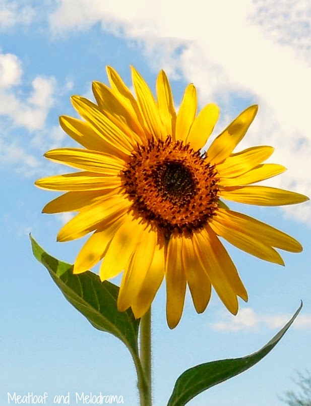 sunny sunflowers