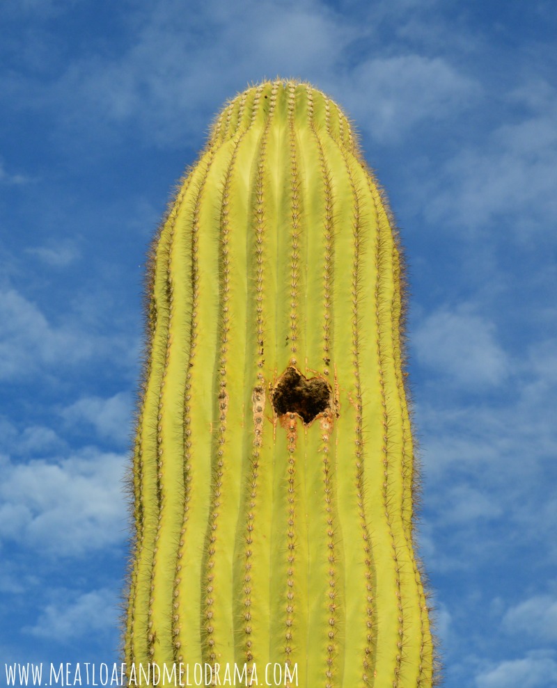 saguaro cactus with bird hole