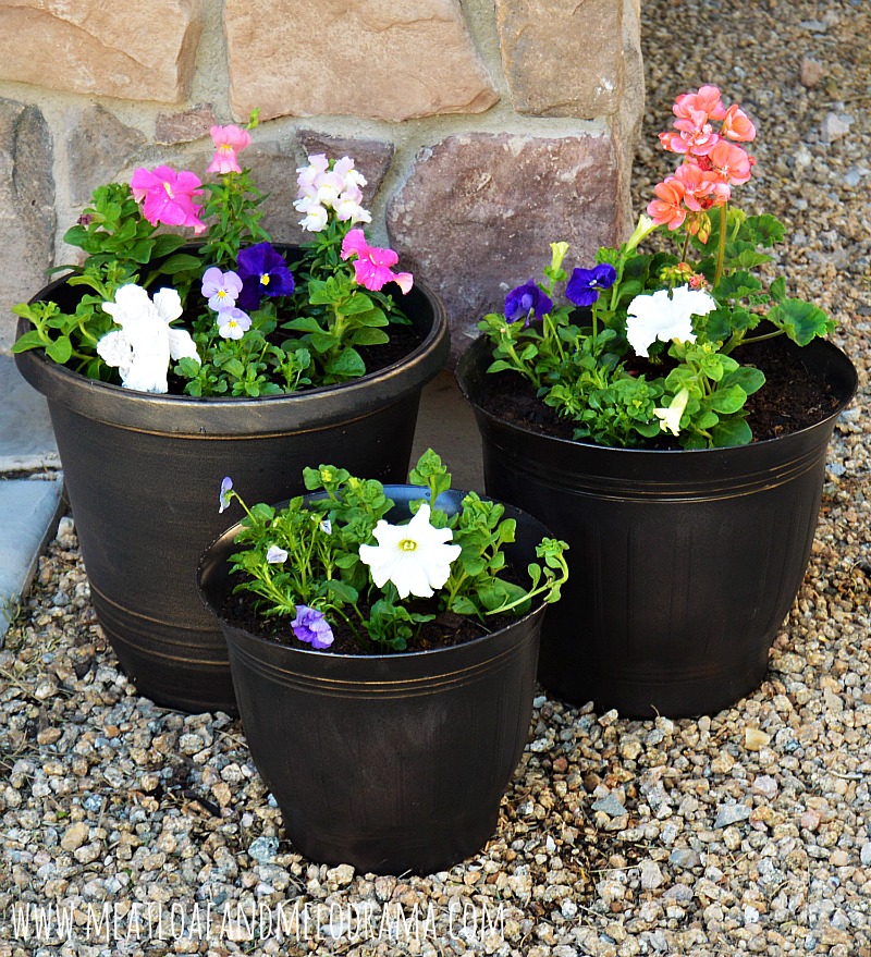 three oil rubbed bronze planters with petunias pansies geraniums stock and violas