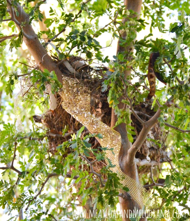 cactus wren nest in tree