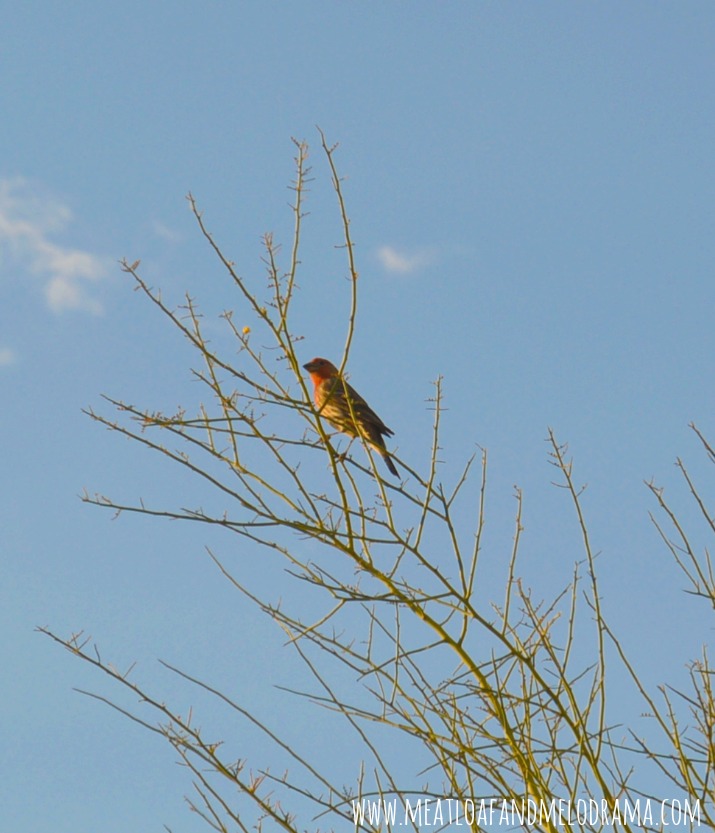 red finch in palo verde tree