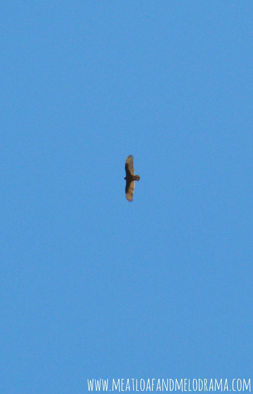 desert hawk in the sky