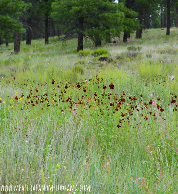 wildflowers and Ponderosa pines in Flafstaff