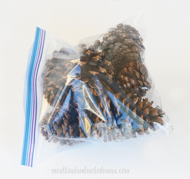 pine-cones-in-freezer-bag