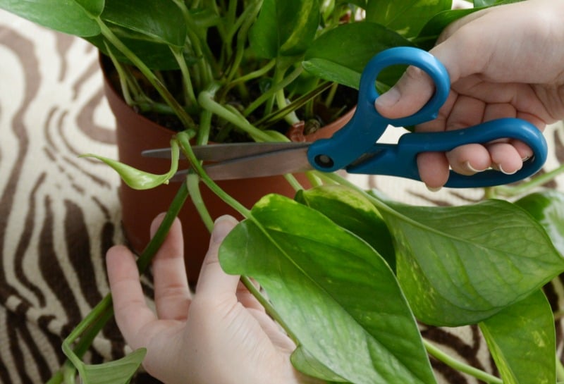 cut-plant-stem-for-cuttings