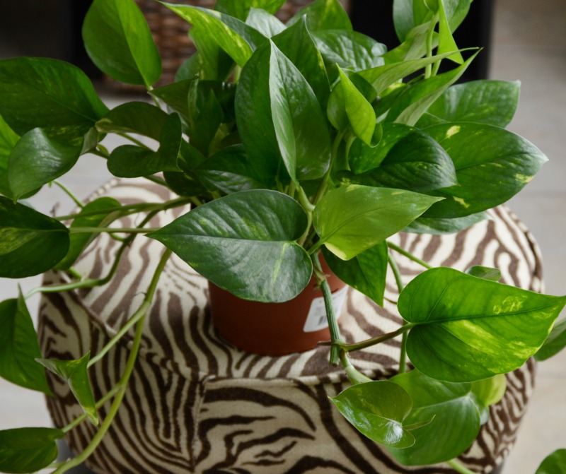 how-to-propagate-houseplants-from-cuttings-pothos