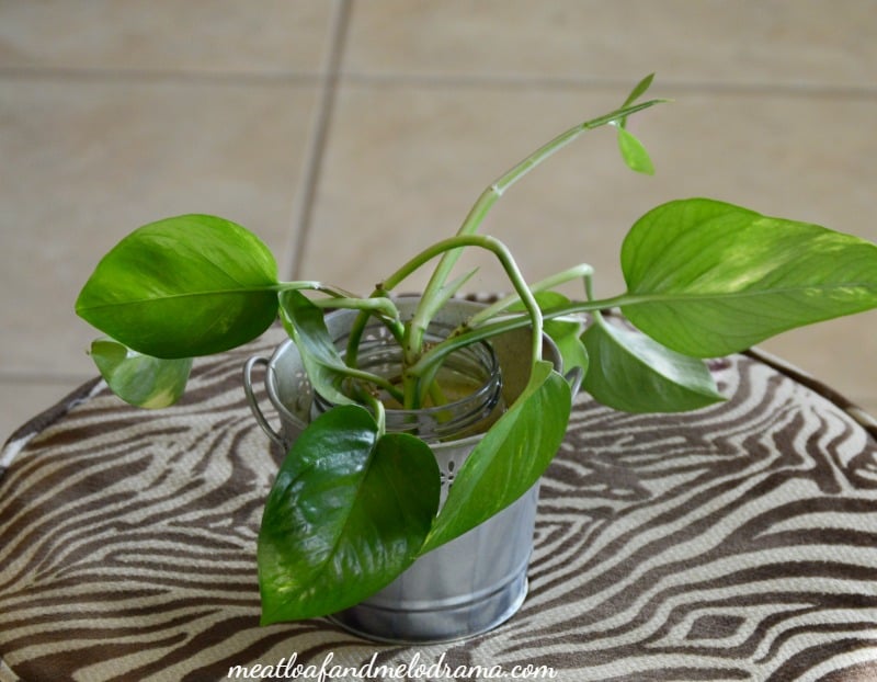 propagate-new-plant-from-cuttings-pothos