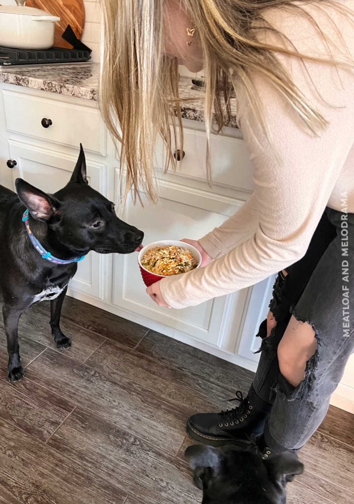 girl feeding homemade dog food to 2 black dogs
