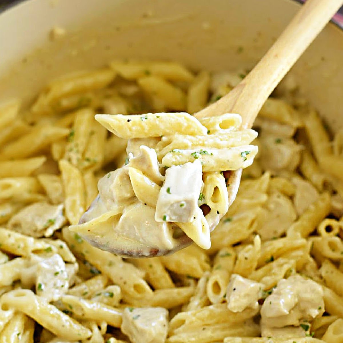 chicken alfredo penne pasta on wooden spoon over Dutch oven