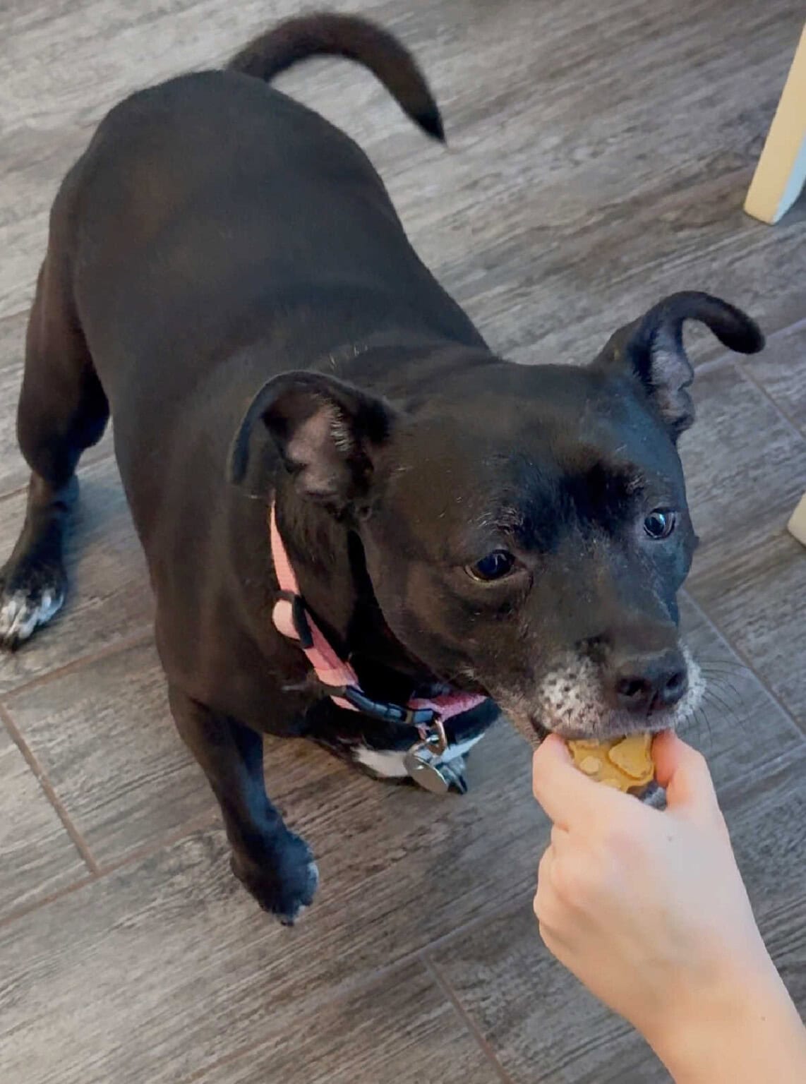 Image showcasing Peanut Butter Banana Dog Treats (3 Ingredients) - Meatloaf and Melodrama