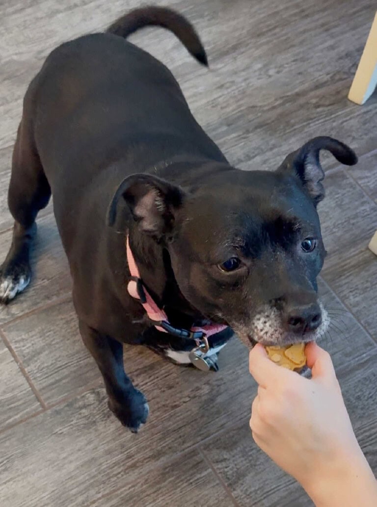 Image showcasing Peanut Butter Banana Dog Treats (3 Ingredients) - Meatloaf and Melodrama