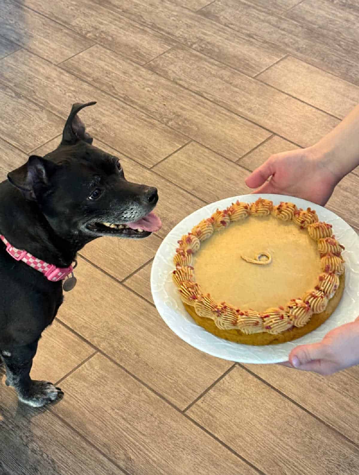 small black and white dog looking at birthday cake.