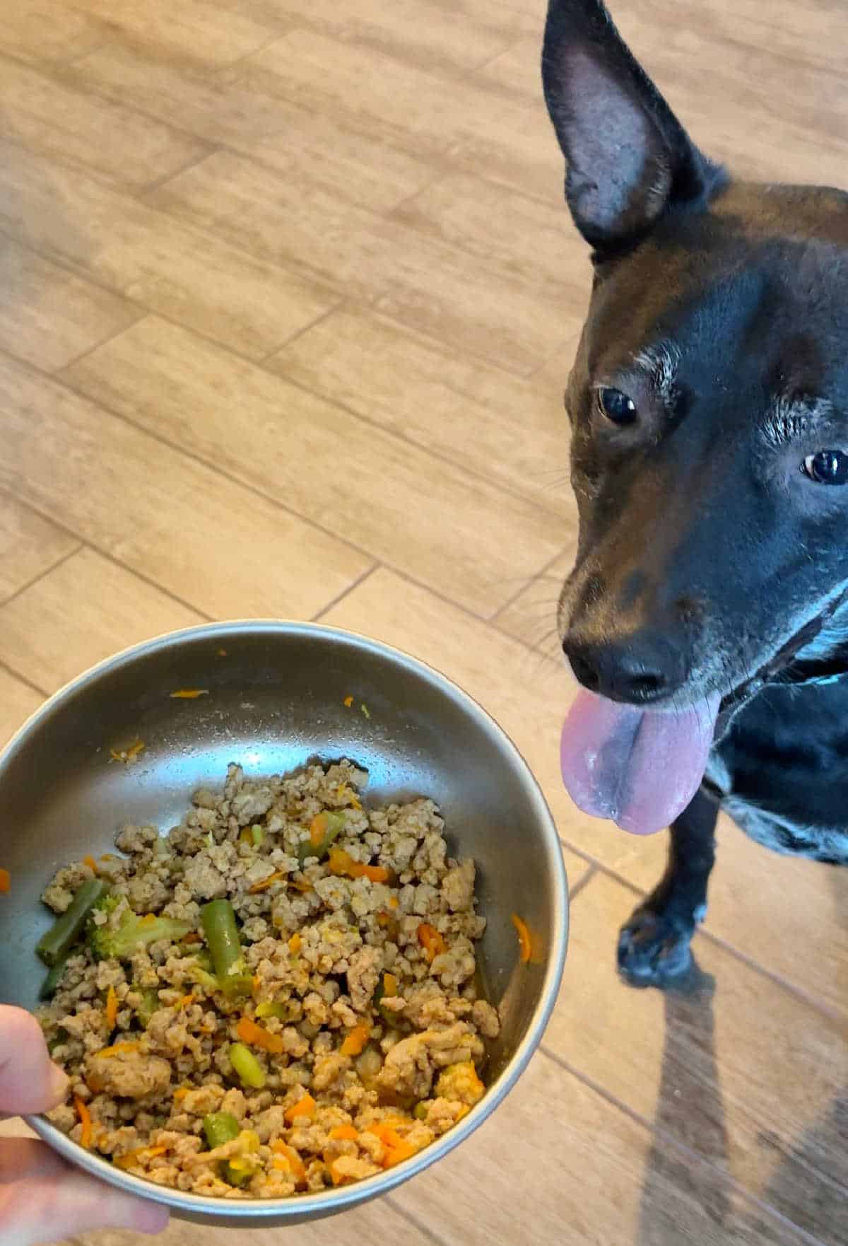 feeding homemade dog food to large black and white dog.