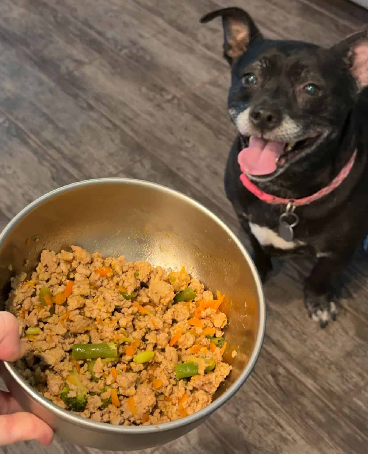 feeding small black and white dog.