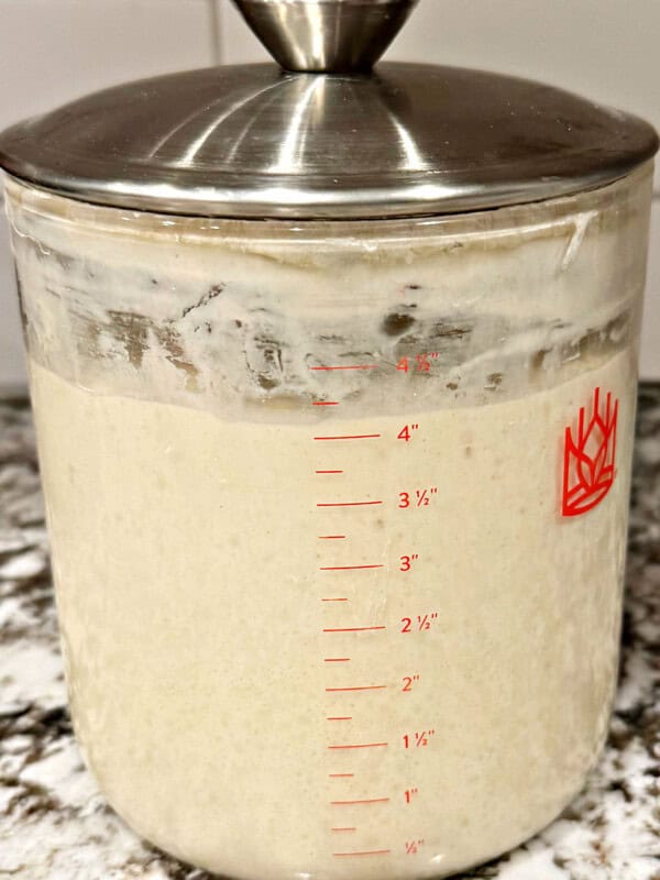 active sourdough starter in jar.